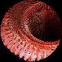 ODRZ06-08 - 2008